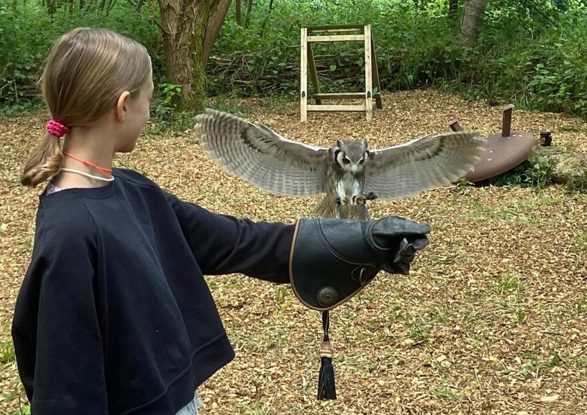 falconary